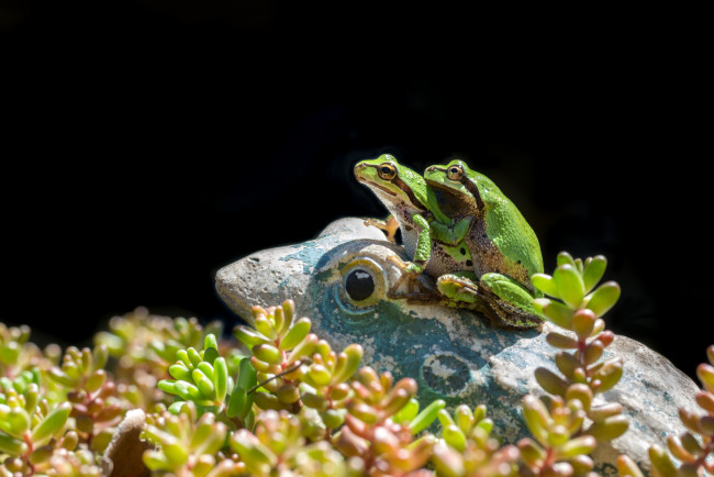 Обои картинки фото животные, лягушки, природа, окрас, лягушка