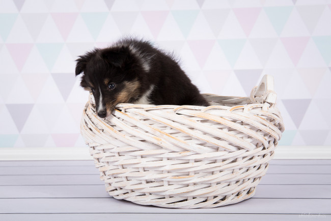 Обои картинки фото животные, собаки, собака, шерсть, порода, окрас, животное