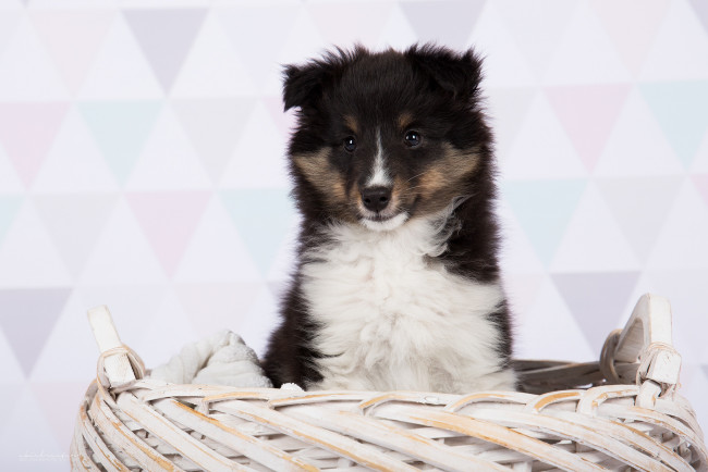 Обои картинки фото животные, собаки, собака, животное, шерсть, порода, окрас