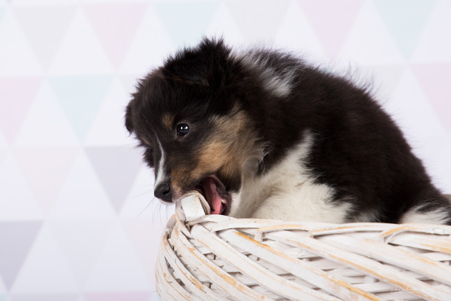 Обои картинки фото животные, собаки, животное, шерсть, порода, собака, окрас