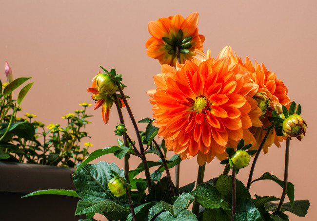 Обои картинки фото цветы, георгины, цветок