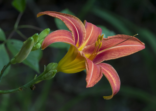 Обои картинки фото цветы, лилии,  лилейники, цветок