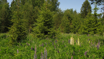 Картинка поляна природа пейзажи лето цветы ели лес