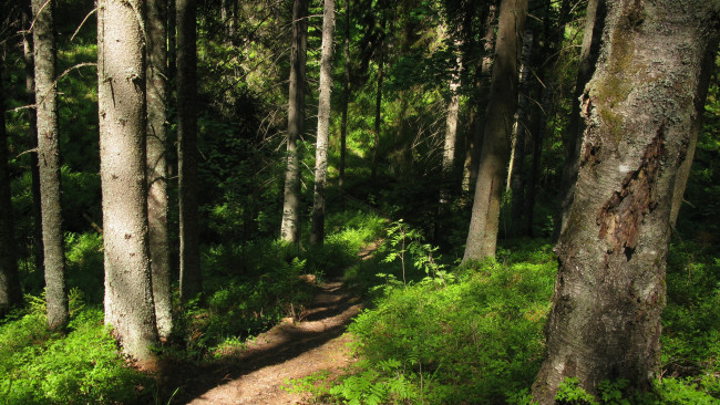 Обои картинки фото лесная тропа, природа, лес, лето, тропинка, деревья, ели, тайга, карелия