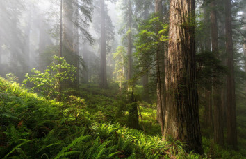 Картинка природа лес лето