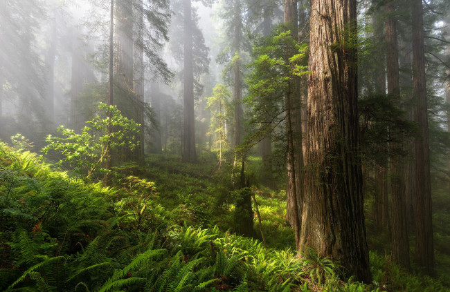 Обои картинки фото природа, лес, лето