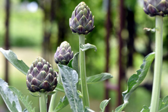 Картинка природа плоды артишоки
