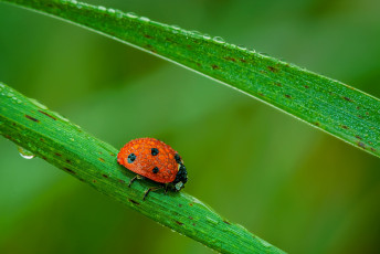 Картинка животные божьи+коровки жук
