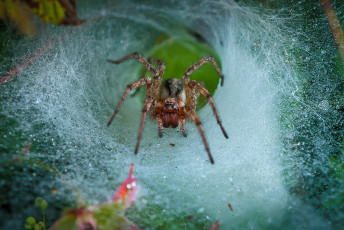 обоя животные, пауки, паук