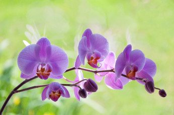 обоя цветы, орхидеи
