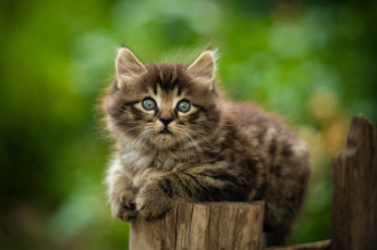 Картинка животные коты кот кошка