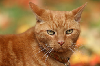 Картинка животные коты кот кошка