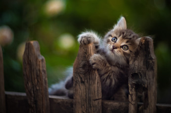 Картинка животные коты кот кошка