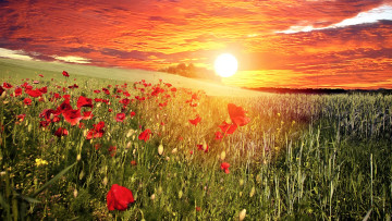 Картинка цветы маки