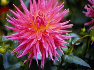 Картинка цветы георгины