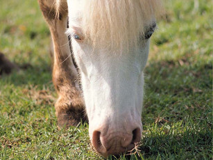 Картинка животные лошади