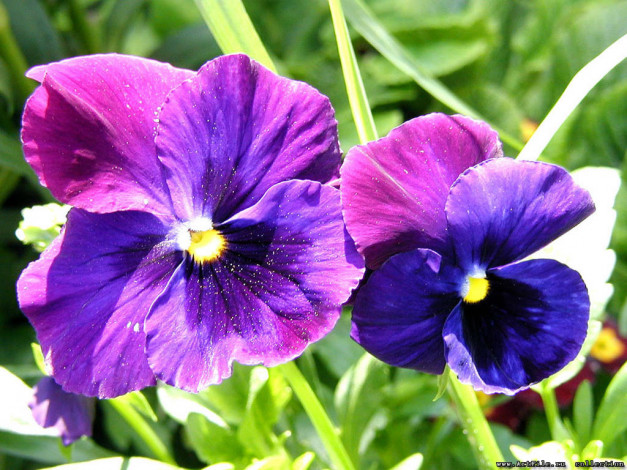 Обои картинки фото цветы, анютины, глазки, садовые, фиалки