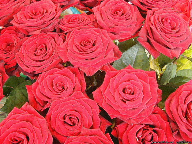 Обои картинки фото цветы, розы