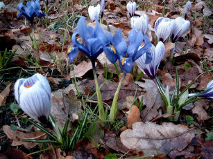 Картинка deutschland цветы разные вместе