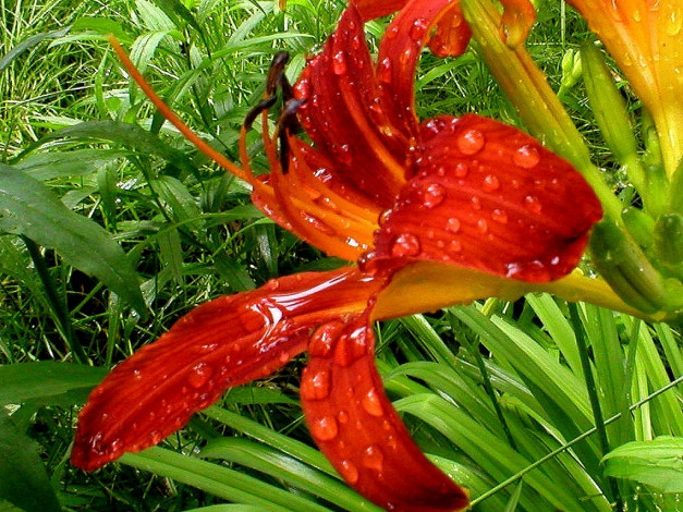 Обои картинки фото deutschland, цветы, лилии, лилейники