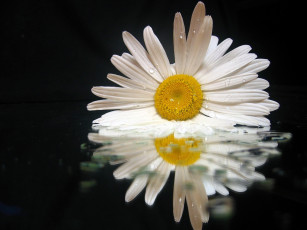 Картинка цветы ромашки