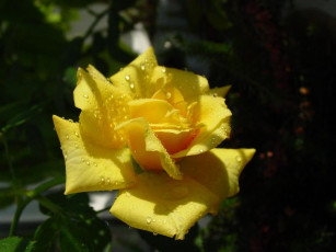 Картинка цветы розы