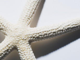 Картинка разное ракушки кораллы декоративные spa камни