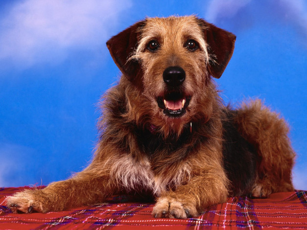 Обои картинки фото magic, животные, собаки