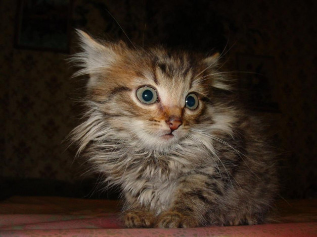 Обои картинки фото животные, коты