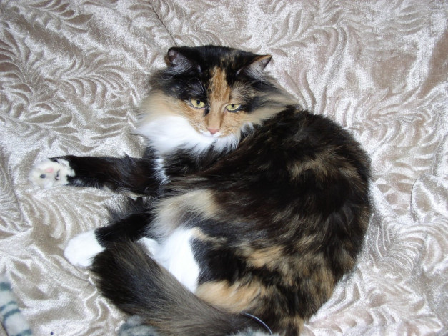 Обои картинки фото животные, коты