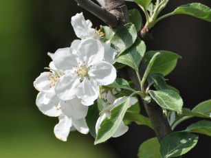 Картинка цветы цветущие деревья кустарники