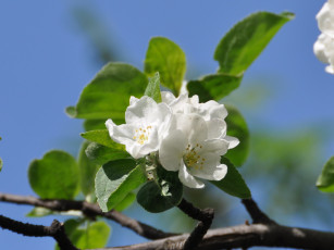 обоя цветы, цветущие, деревья, кустарники