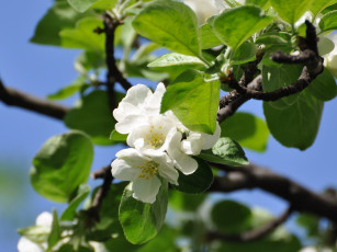 Картинка цветы цветущие деревья кустарники