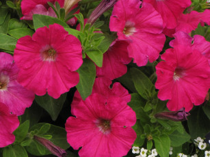 Картинка цветы петунии калибрахоа