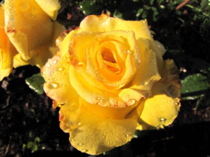 Картинка цветы розы