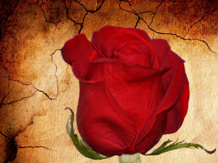 Картинка цветы розы