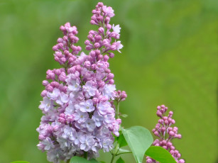 Картинка цветы сирень