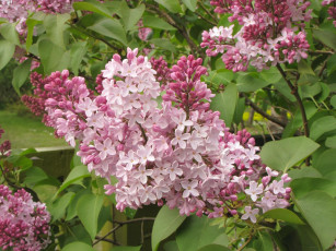 Картинка цветы сирень