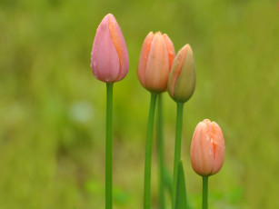Картинка цветы тюльпаны