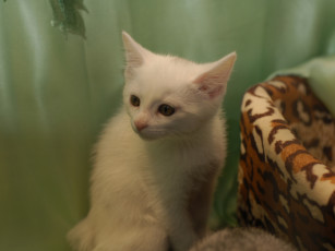 Картинка кот выставки животные коты