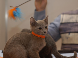 Картинка кот выставки животные коты