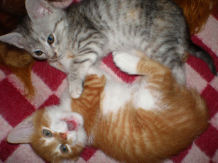 Картинка животные коты