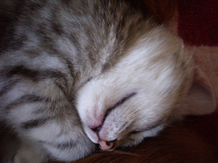 Картинка животные коты