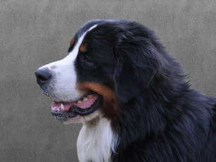 Картинка животные собаки