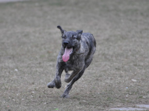 Картинка животные собаки