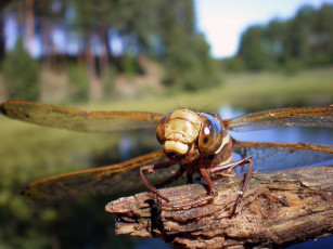 Картинка животные стрекозы