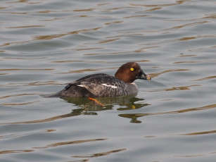 Картинка животные утки