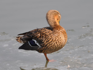 Картинка животные утки