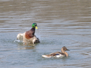 Картинка животные утки