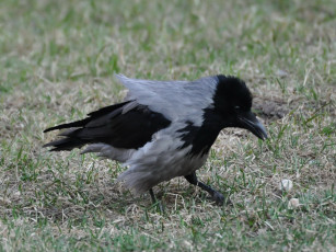 Картинка животные вороны грачи галки